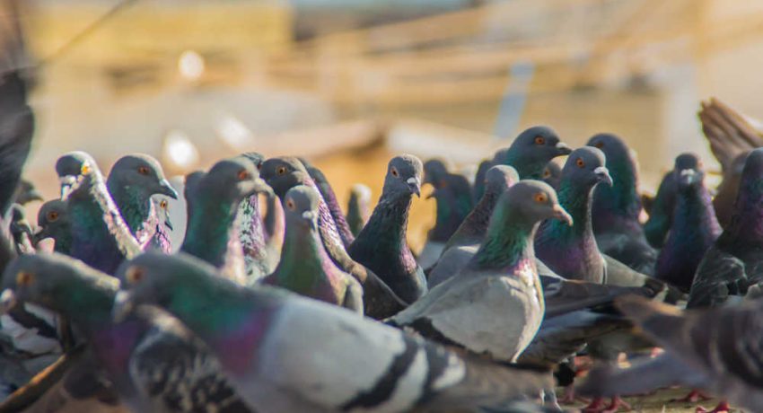 shutterstock_1050116459(FILEminimizer)